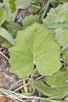 Coltsfoot